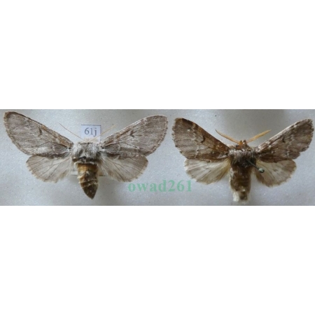 Drymonia ruficornis (Hufnagel, 1766) pair Dąbrówka chaonia Czech61j